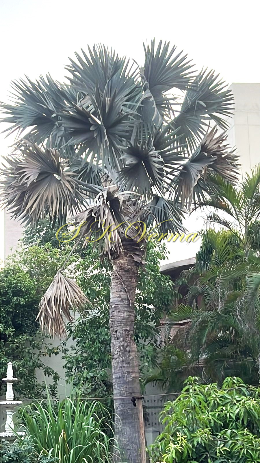 Plant
